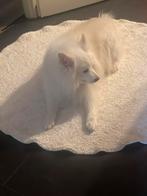 Hond keeshond, Dieren en Toebehoren, Keeshond, Reu, Parvo, Eén hond