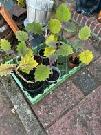Enkele Lullo Naranjilla planten, Ophalen, Zomer, Overige soorten, Volle zon