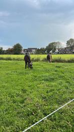 Paddock Paradise, Dieren en Toebehoren, Stalling en Weidegang, 1 paard of pony