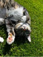 Lieve 4 jarige poes zoekt een nieuw huisje, Dieren en Toebehoren, Katten en Kittens | Overige Katten, Poes, Kortharig, 3 tot 5 jaar