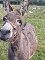 Ezel hengst gevraagd, Januari, Mannelijk