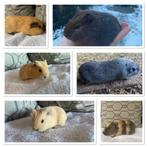 10 cavia beertjes/ beren california en agouti, Dieren en Toebehoren, Cavia, Mannelijk, Tam, September
