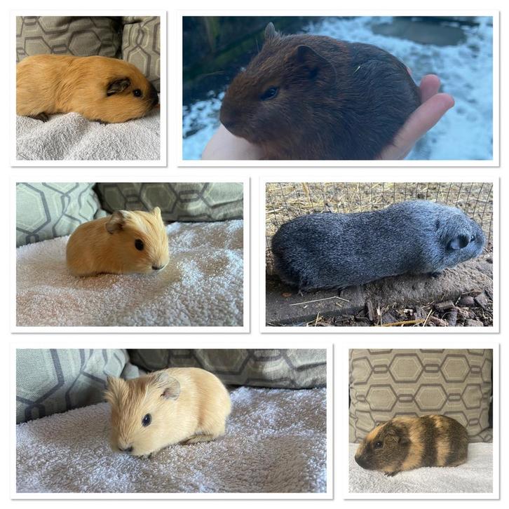 10 cavia beertjes/ beren california en agouti, Dieren en Toebehoren, Knaagdieren, Mannelijk, Cavia, September, Tam