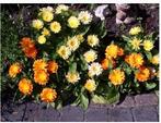 GOUDSBLOEM zaden., Ophalen, Voorjaar, Volle zon, Zaad
