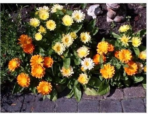 GOUDSBLOEM zaden., Tuin en Terras, Bloembollen en Zaden, Zaad, Voorjaar, Volle zon, Ophalen