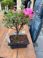 Bonsai Azalea, Ophalen of Verzenden, Zomer, Overige soorten, Halfschaduw