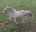 3 veulens, appaloosa (gefokt), Niet van toepassing, Hengst, A pony (tot 1.17m), Gechipt