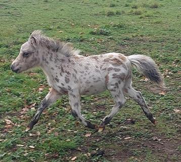 3 veulens, appaloosa (gefokt) beschikbaar voor biedingen