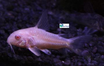 Corydoras paleatus "Albino" beschikbaar voor biedingen