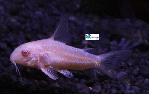 Corydoras paleatus "Albino", Dieren en Toebehoren, Vissen | Aquariumvissen, Zoetwatervis, Vis, Schoolvis