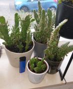 Binnen planten! Cactussen, vetplanten, hangplanten, en meer!, Ophalen of Verzenden, Minder dan 100 cm, In pot, Cactus