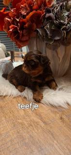 Shih tzu pups, Dieren en Toebehoren, Honden | Chihuahua's en Gezelschapshonden, België, Fokker | Hobbymatig, 8 tot 15 weken, Meerdere
