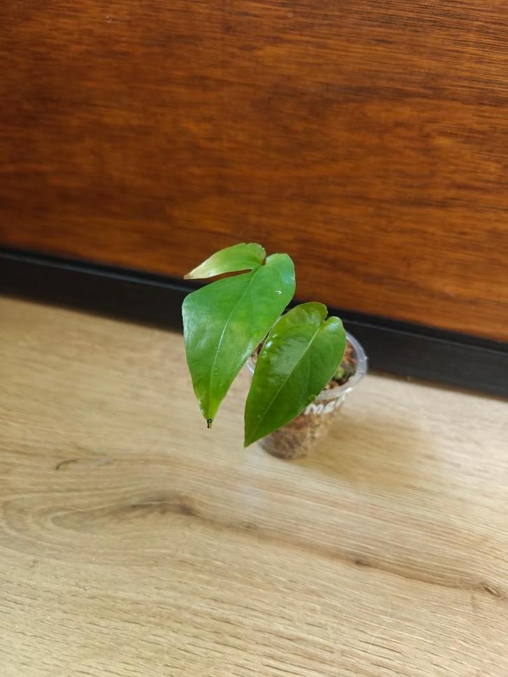 Amydrium medium green plantjes/stekjes, Huis en Inrichting, Kamerplanten, Minder dan 100 cm, Halfschaduw, Ophalen of Verzenden