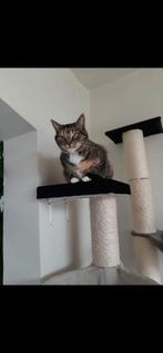 Lieve poes zoek nieuw huisje, 3 tot 5 jaar