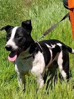 Lieve, vriendelijke jongen zoekt huis., Dieren en Toebehoren, Honden | Niet-rashonden, 6 jaar of ouder, Particulier, Rabiës (hondsdolheid)