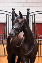 4 jarige merrie v. Fürst Dior, Merrie, 3 tot 6 jaar