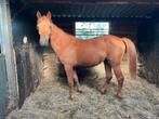 Jaarling merrie van Twister de la pomme, Dieren en Toebehoren, Paarden, Merrie, Springpaard, 0 tot 2 jaar, 160 tot 165 cm