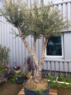 Olijfboom, Bloeit niet, 100 tot 250 cm, Olijfboom, Ophalen