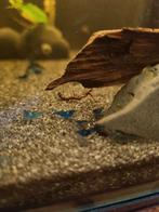 Blauwe neocaridina garnalen, Dieren en Toebehoren, Vissen | Aquariumvissen, Kreeft, Krab of Garnaal, Zoetwatervis, Schoolvis