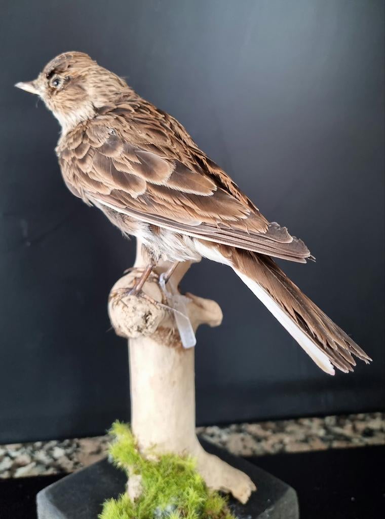 veldleeuwerik, Ophalen of Verzenden, Vogel, Opgezet dier