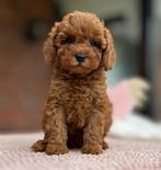 Maltipoo pups Maltezer x toy poedel zoeken warm mandje, Dieren en Toebehoren, Honden | Beagles, Bassets en Lopende honden, Particulier