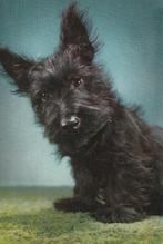 kaart schotse terrier (2), Ophalen of Verzenden, 1980 tot heden, Ongelopen, Hond of Kat