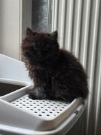 Te koop britse langhaar kittens ., Meerdere dieren, Gechipt