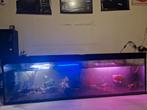 Aquarium 2 meter 750 liter plus grote roofvissen, Dieren en Toebehoren, Vissen | Aquaria en Toebehoren, Ophalen, Zo goed als nieuw
