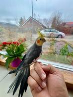 Prachtige jonge valkparkiet, Mannelijk