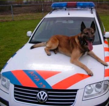 Gezocht herders om op te leiden tot speurhond beschikbaar voor biedingen