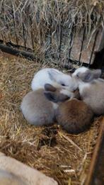 Te koop 4 jonge konijntjes, Dieren en Toebehoren, Meerdere dieren