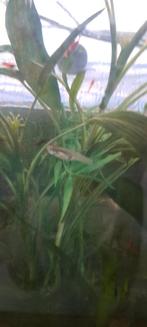 Baby guppies te koop of ruilen, Dieren en Toebehoren, Vissen | Aquariumvissen, Vis, Zoetwatervis, Schoolvis