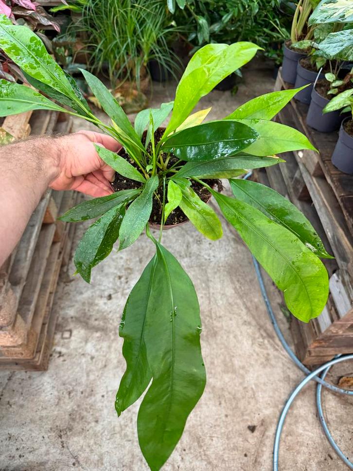 Anthurium gracilis - Pot 17, Huis en Inrichting, Kamerplanten, Ophalen of Verzenden
