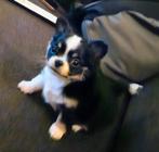 ✅️Prachtige kleine chihuahua pups GERESERVEERD!, Dieren en Toebehoren, Rabiës (hondsdolheid), 8 tot 15 weken, Meerdere, Meerdere dieren