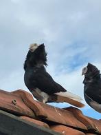 Te koop koppel jonge kapucijners, Dieren en Toebehoren, Meerdere dieren