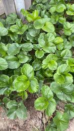 Aardbeiplanten, Ophalen of Verzenden, Overige soorten, Minder dan 100 cm