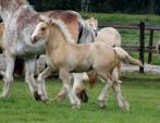 Prachige met zorg gefokte tinker veulens en jaarlingen., Dieren en Toebehoren, Paarden, Minder dan 160 cm, Niet van toepassing
