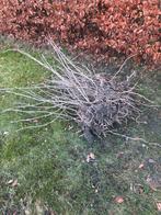 Bessenstruiken, Volle zon, Ophalen of Verzenden, Tweejarig, Fruitplanten