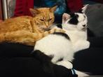 2 lieve katten, Kater, Kortharig, 3 tot 5 jaar