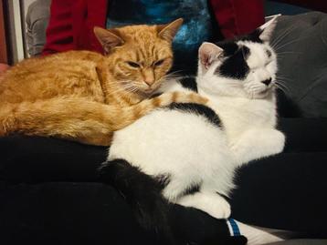 2 lieve katten  beschikbaar voor biedingen