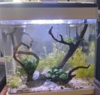 Panorama 35 aquarium, Ophalen, Zo goed als nieuw, Gevuld zoetwateraquarium