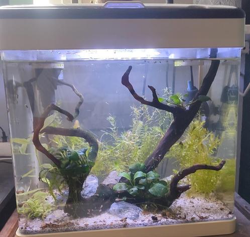Panorama 35 aquarium, Dieren en Toebehoren, Vissen | Aquaria en Toebehoren, Zo goed als nieuw, Gevuld zoetwateraquarium, Ophalen