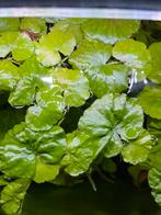 Braziliaanse water klimop aquarium plant, Dieren en Toebehoren, Ophalen, Zo goed als nieuw, Plant(en), Steen of Hout