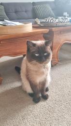 Kat, Dieren en Toebehoren, Katten en Kittens | Dekkaters, 0 tot 2 jaar