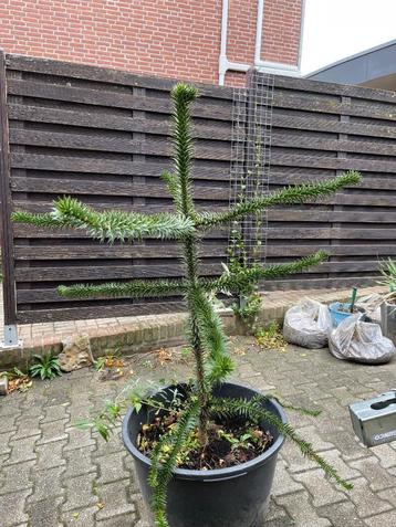 Mooie Apeboom in pot, prachtige blikvanger 1,5 m hoog beschikbaar voor biedingen