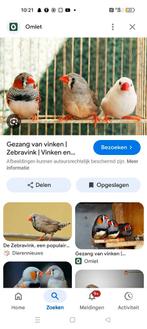 Gezocht gratis zebravinkjes, kanarie, diamantduifjes, Dieren en Toebehoren, Meerdere dieren