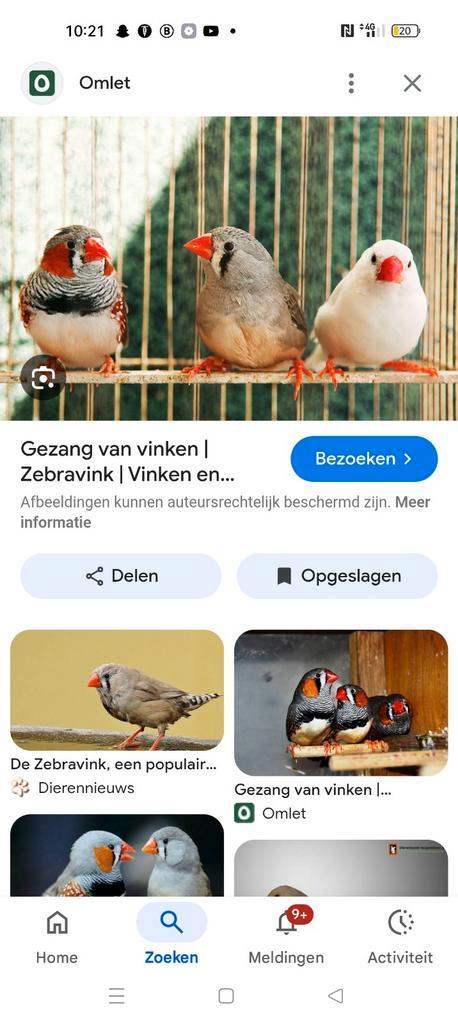 Gezocht gratis zebravinkjes, kanarie, diamantduifjes, Dieren en Toebehoren, Vogels | Overige Vogels, Meerdere dieren