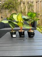 Nieuwe Kunstplanten 3 x van Mica, Tuin en Terras, Planten | Tuinplanten, Zomer, Ophalen of Verzenden, Overige soorten, Volle zon
