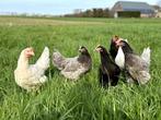 Jonge tamme groenleggers kippen te koop gesekst en ingeënt, Dieren en Toebehoren, Pluimvee, Vrouwelijk, Kip