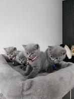 Britse korthaar kittens, Dieren en Toebehoren, Katten en Kittens | Raskatten | Korthaar, Meerdere dieren, Gechipt, 0 tot 2 jaar